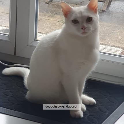 Photo 1/2 Coton Chat perdu à Saint dizier