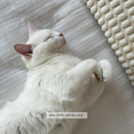 Photo 2/2 Coton Chat perdu à Saint dizier