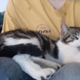 Photo de chat perdu à Joue Les Tours