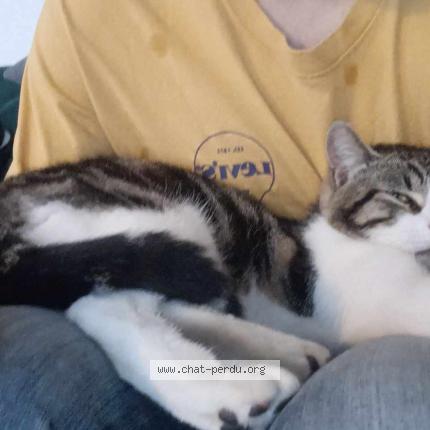 Photo 1/1 Adrian Chat perdu à Joue les tours