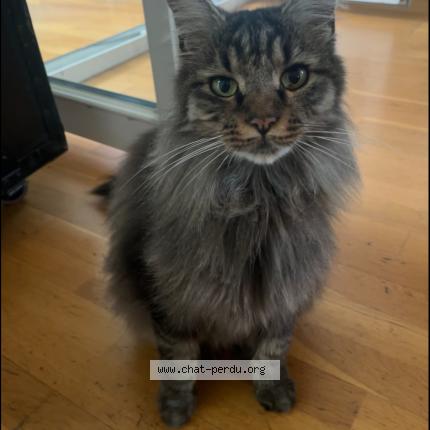 Photo 1/2 Flash Chat perdu à Montpellier