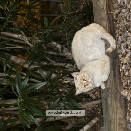 Photo 1/1 Chat trouvé Trouvé à Perpignan