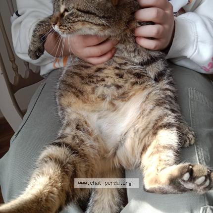Photo de chat perdu à Coulommiers