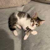 Photo de chat perdu à La Verpilliere