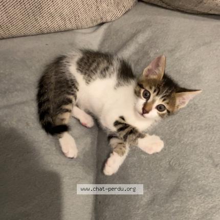 Photo 1/1 Papouille Chat perdu à La verpilliere