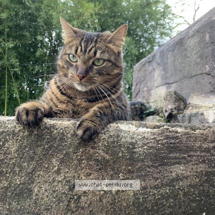Photo de chat perdu à Besancon