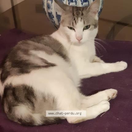 Photo 1/1 Shadow Chat perdu à Sannois