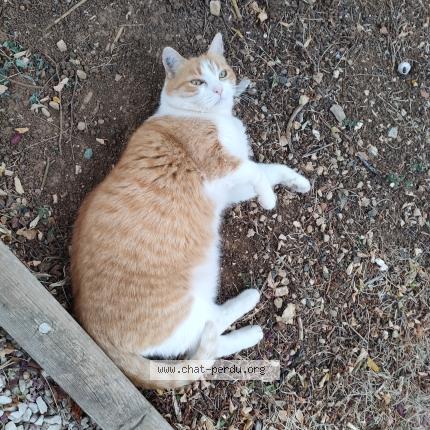 Photo 1/1 Roxy Chat perdu à Chauray