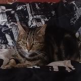 Photo de chat perdu à La Roche Sur Yon