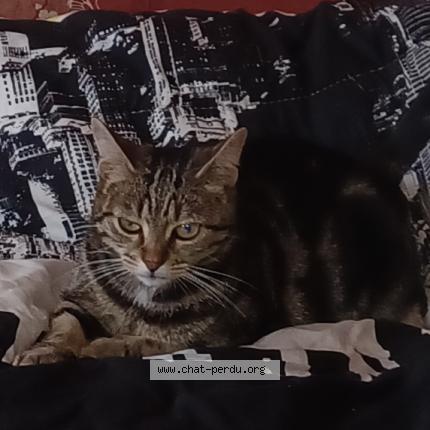 Photo 1/1 Grisette Chat perdu à La roche sur yon
