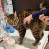 Photo de chat perdu à Ortaffa