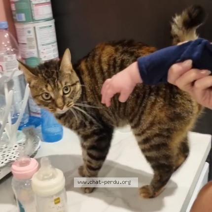 Photo 1/1 Ora Chat perdu à Ortaffa