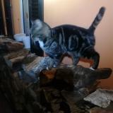 Photo de chat perdu à Prez Vers Siviriez