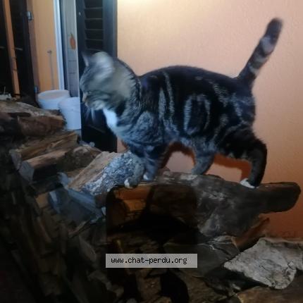 Photo 1/1 Pesto Chat perdu à Prez vers siviriez