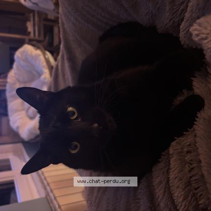 Photo de chat perdu à Cergy