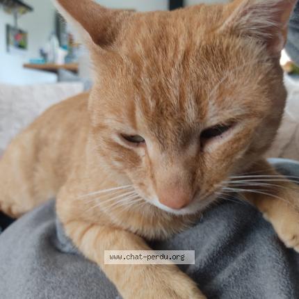 Photo 1/1 Lopoti Chat perdu à L isle d abeau