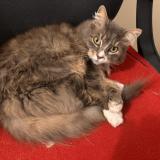 Photo de chat perdu à Le Bailleul