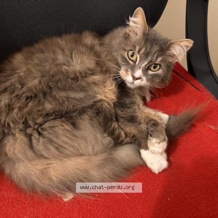 Photo 1/1 Mimi Chat perdu à Le bailleul