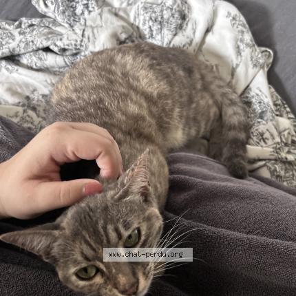 Photo 1/1 Chat retrouvé Perdu à Les bois d anjou