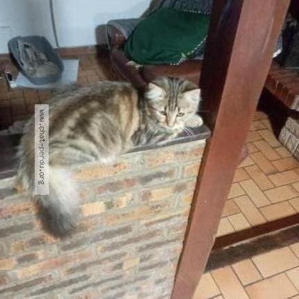 Photo de chat perdu à Groffliers
