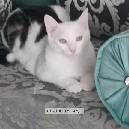 Photo 1/1 Chat retrouvé Perdu à Pruniers En Sologne