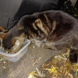 Photo de chat perdu à Cenon