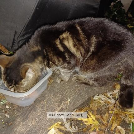 Photo 1/1 Agathe Chat perdu à Cenon