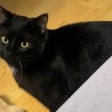 Photo de chat perdu à Ixelles