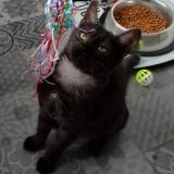 Photo de chat perdu à Serres Castet