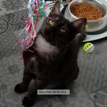 Photo 1/1 Baguerra Chat perdu à Serres castet