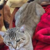 Photo de chat perdu à Valence D Agen