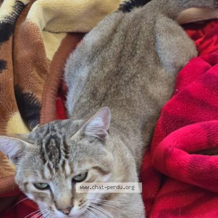 Photo 1/2 Koky Chat perdu à Valence d agen