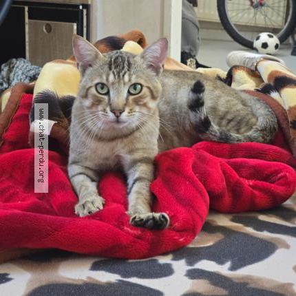 Photo 2/2 Koky Chat perdu à Valence d agen