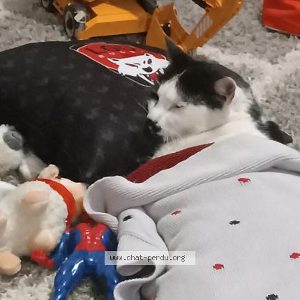 Photo de chat perdu à Gleize