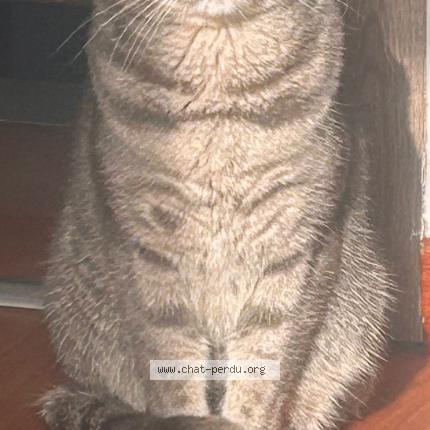 Photo 1/1 Simba Chat perdu à Awans