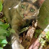 Photo de chat perdu à Plan De La Toir