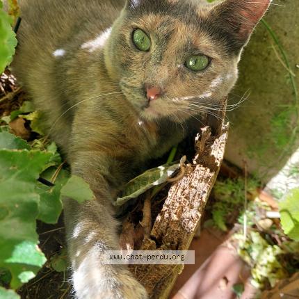 Photo 1/1 Maya Chat perdu à Plan de la toir