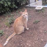 Photo de chat perdu à Chateauneuf Le Rouge