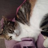 Photo de chat perdu à Rousset Les Vignes