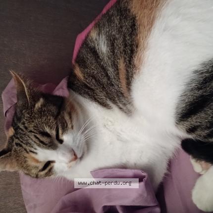 Photo 1/1 MOUCHE Chat perdu à Rousset les vignes