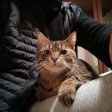 Photo de chat trouvé à La Rochelle