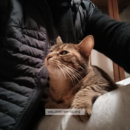 Photo 3/5 Chat retrouvé Trouvé à La rochelle