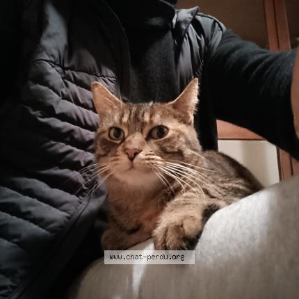 Photo 4/5 Chat retrouvé Trouvé à La rochelle