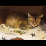 Photo de chat perdu à Homecourt