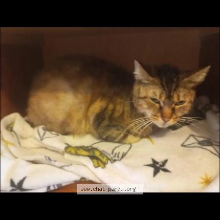 Photo 1/1 Fifi Chat perdu à Homecourt