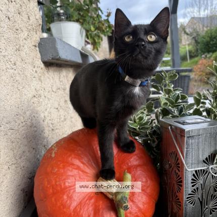 Photo de chat perdu à Harreberg