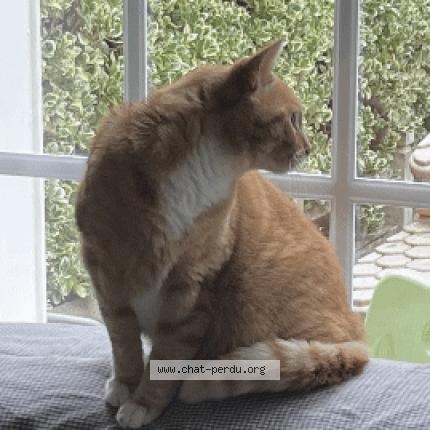 Photo 1/1 Hippo Chat perdu à Maromme