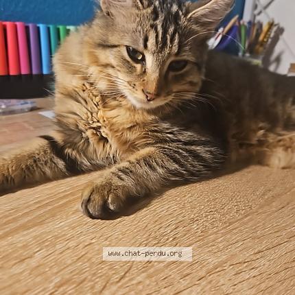 Photo de chat perdu à Bordeaux