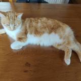 Photo de chat perdu à Semur En Auxois