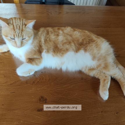 Photo 1/1 NOUKI Chat perdu à Semur en auxois